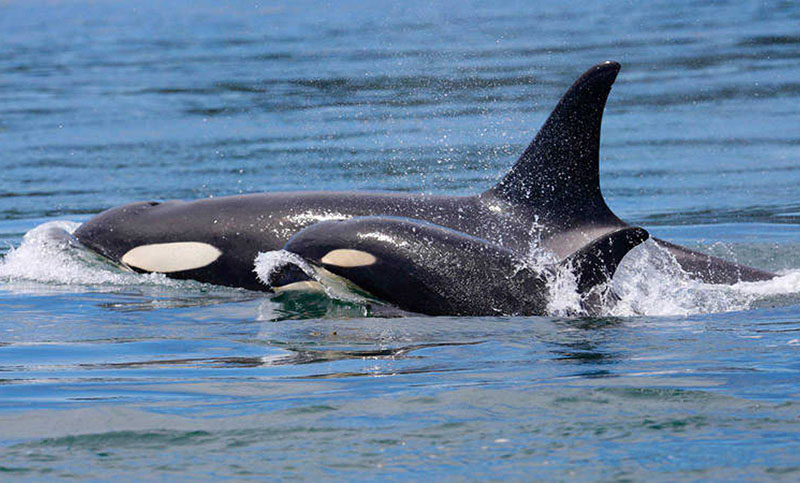 Construirán un santuario en Canadá para orcas y belugas