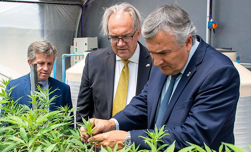 Gerardo Morales exhibe sus plantaciones de marihuana en medio de duras denuncias