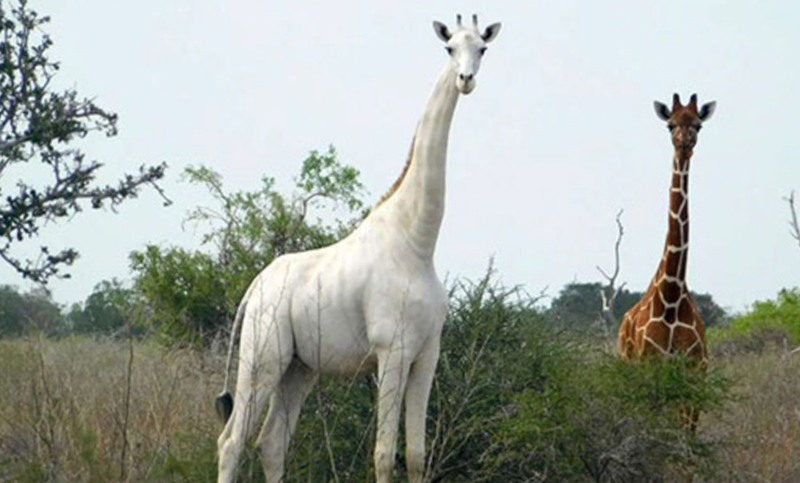 La única jirafa blanca en el mundo y su cría murieron a manos de cazadores furtivos