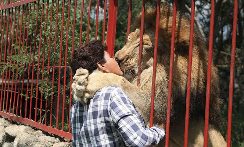 El león Júpiter volvió a besar a su cuidadora