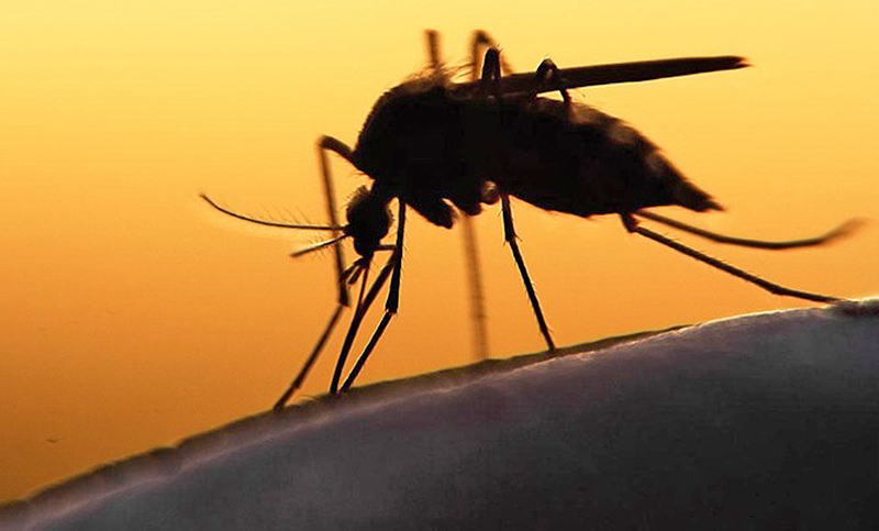 Hay 32 casos de dengue en el departamento Rosario de un total de 115 en la provincia