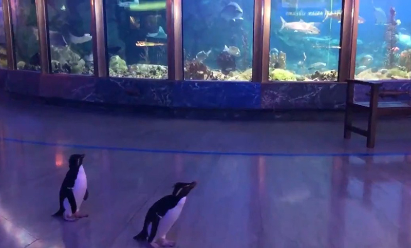 Un acuario cerrado por coronavirus permite a pinguinos visitar otras especies