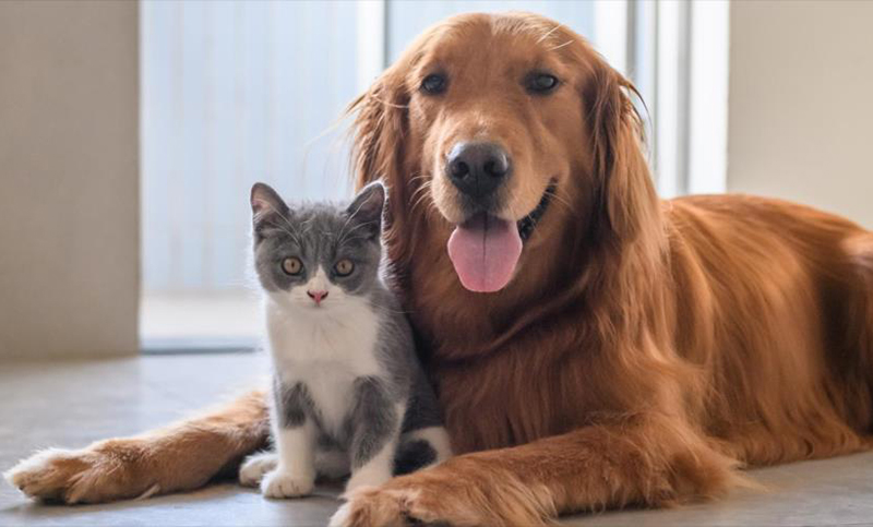 Ante la pandemia, veterinarios dan consejos a quienes tienen animales
