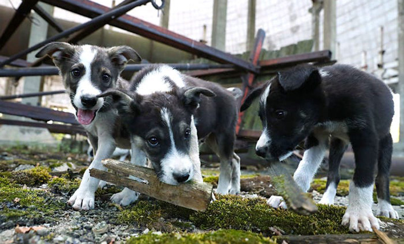 Alta población de animales radioactivos en Chernobyl a 34 años de la tragedia nuclear