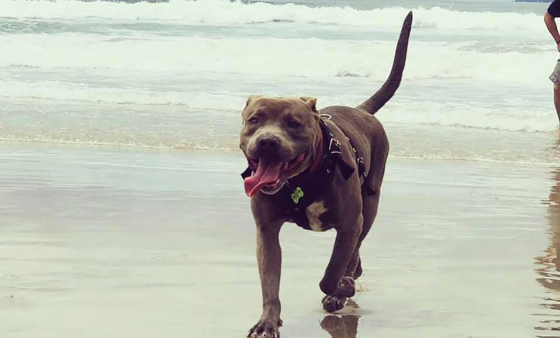 Un pitbull encontró a una gatita embarazada dentro de su casita y le cedió su lugar