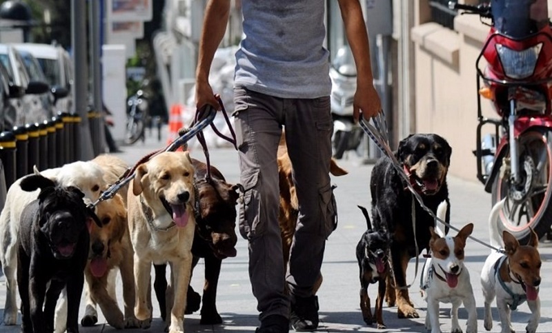 Paseadores de perros piden que se los contemple como servicio esencial durante el aislamiento