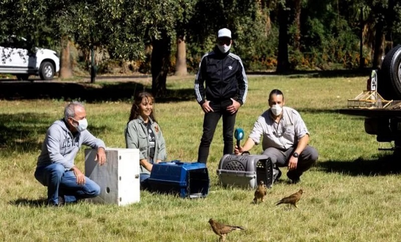 Mendoza: liberaron a aves rapaces recuperadas en un centro de rescate