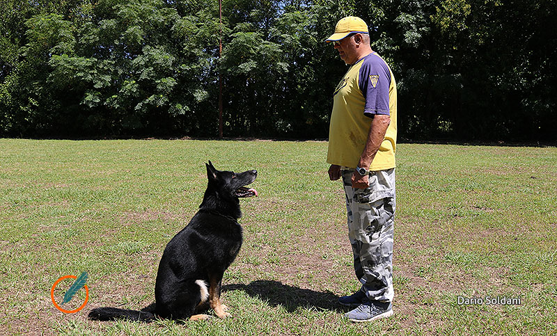 Adiestramiento de perros de asistencia y utilidad en la Fundación Knine
