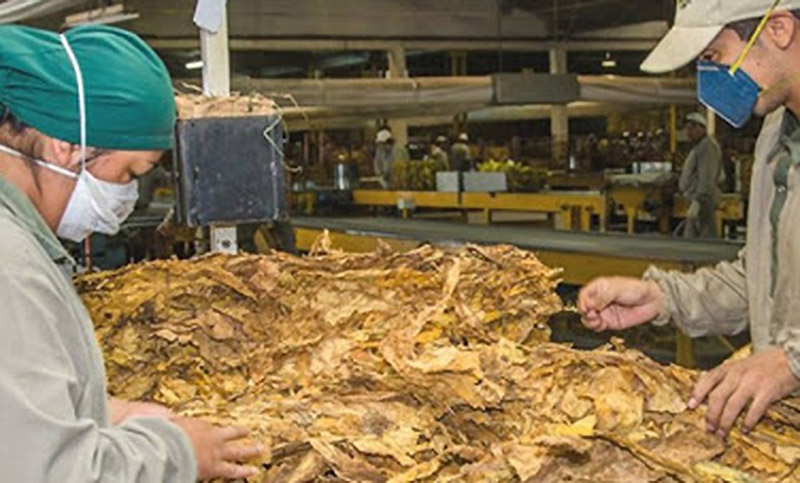 La industria tabacalera pidió ser exceptuada de la cuarentena para proteger 200 mil empleos