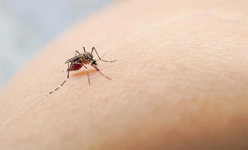 Hay más de mil casos de dengue en la provincia