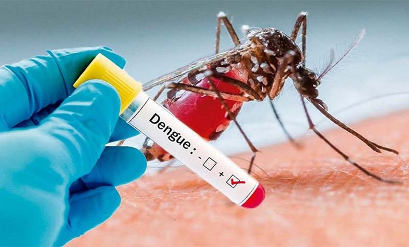 Se produjeron más de 43 mil casos de dengue en el país y diez decesos