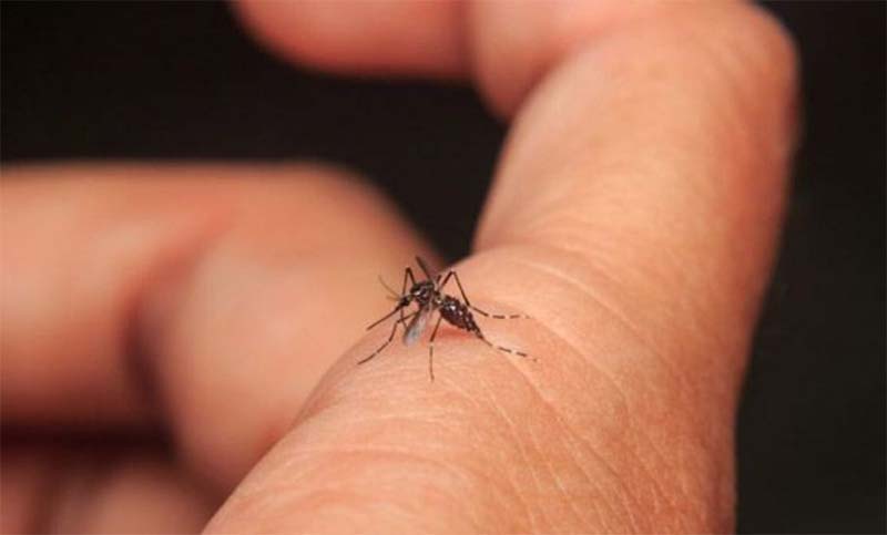 Ya hay 3.210 casos confirmados de dengue en la provincia de Santa Fe