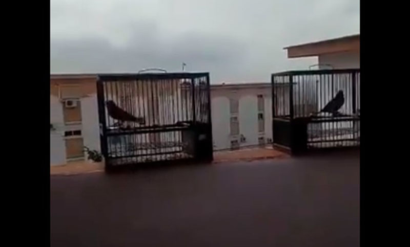 Liberó a dos pajaritos que tenía enjaulados porque, por la cuarentena, entendió lo que es estar encerrado