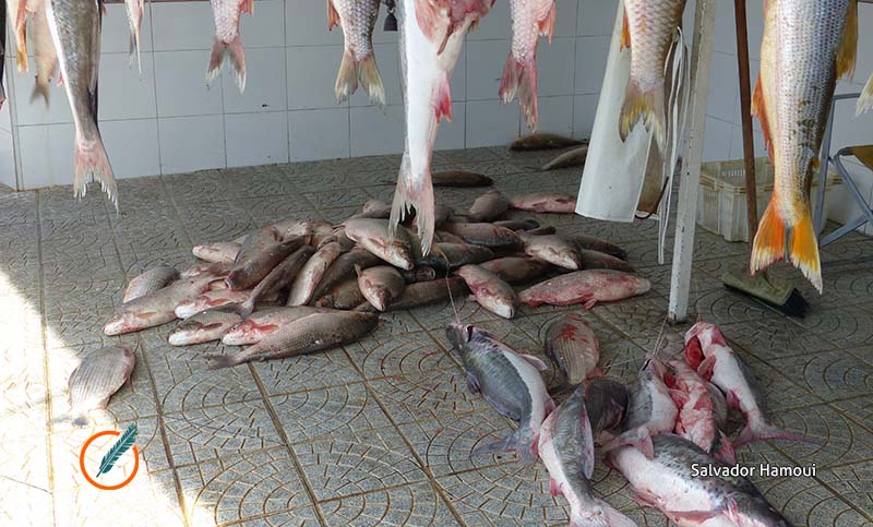 Descartan declarar la veda a la pesca en el río Paraná: «No es necesario»