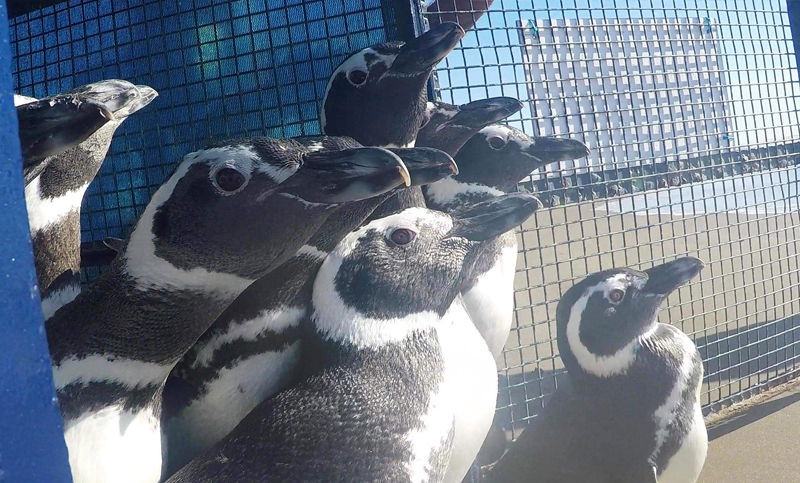 Diez pingüinos rehabilitados fueron devueltos al mar en las playas de San Clemente