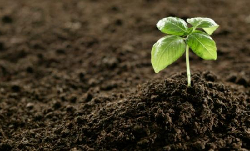 La ONU destaca el valor de la biodiversidad para combatir el coronavirus en el Día de la Tierra