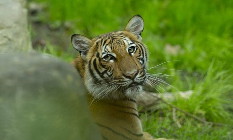 Un tigre del zoológico del Bronx dio positivo en coronavirus