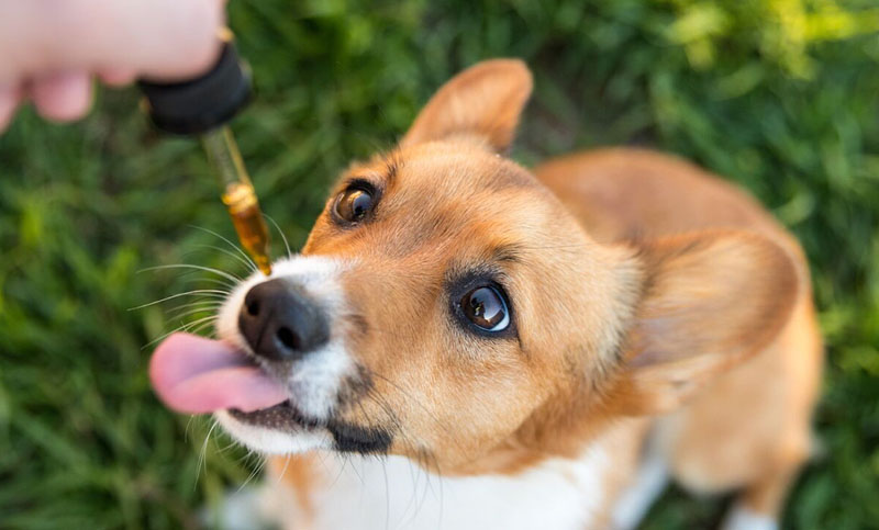 Una veterinaria de Neuquén utilizará aceite de cannabis para calmar el dolor de los animales