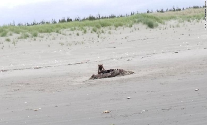 ¡Inesperado! Un glotón apareció en las costas de una playa