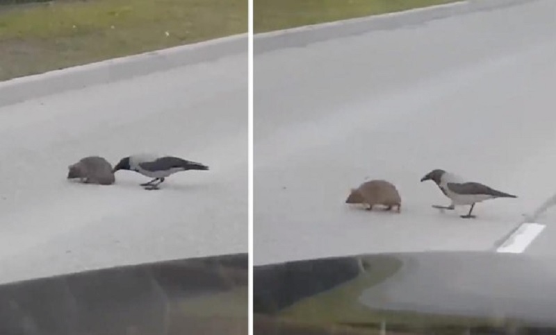 Un pájaro empuja a un erizo para evitar que muera atropellado