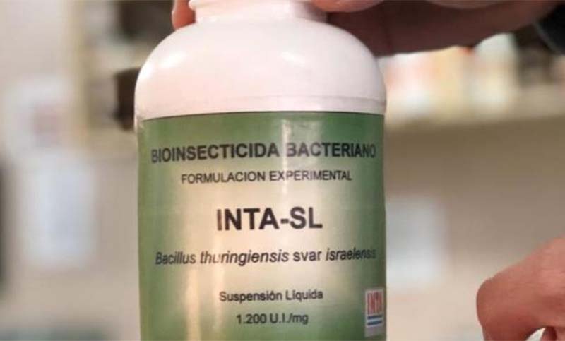 Dengue, no te tenemos miedo: el INTA desarrolló un bioinsecticida a partir del Bt