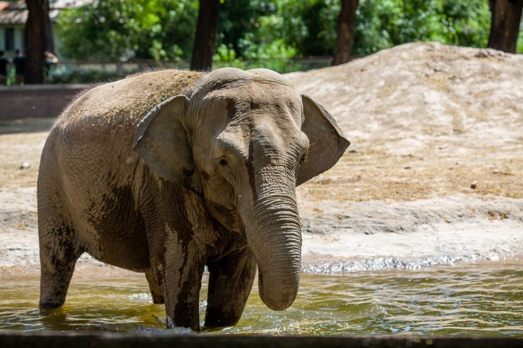 Trasladarán a la elefanta Mara a un santuario de Brasil