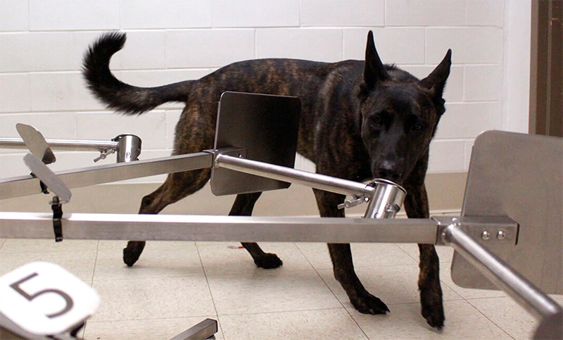 ¿El olfato de los perros puede detectar el coronavirus?