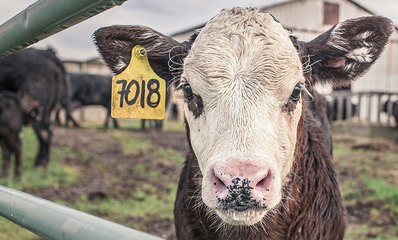 Aseguran que será posible comer carne sin dañar a los animales