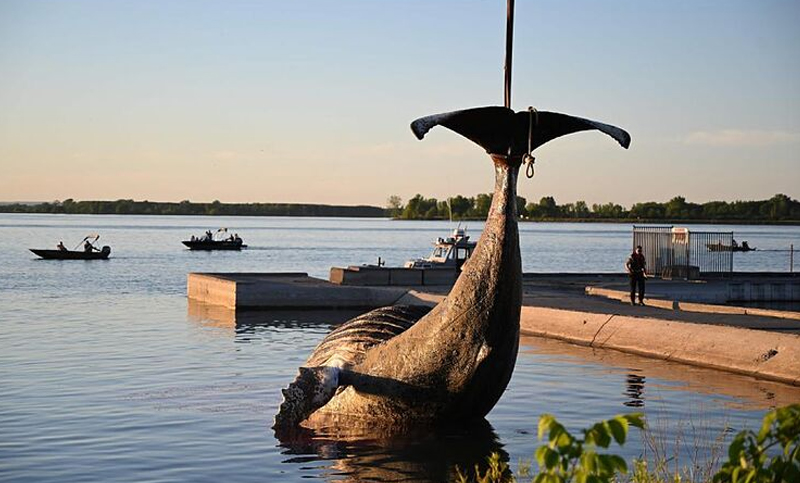 Encuentran una ballena muerta en el río Saint Laurent cerca de Montreal
