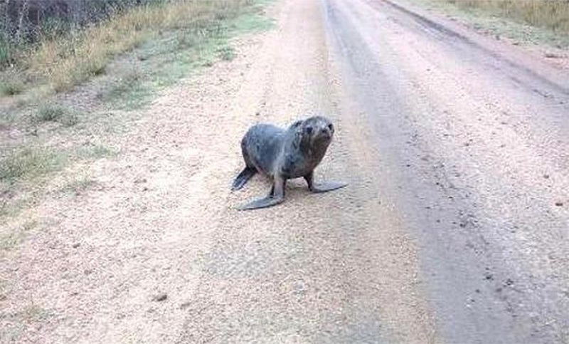 Rescataron un lobo marino en Gualeguaychú y lo trasladarán a San Clemente