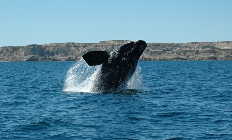 Logran identificar más de cien ballenas que tienen sus crías en Brasil y Península Valdés