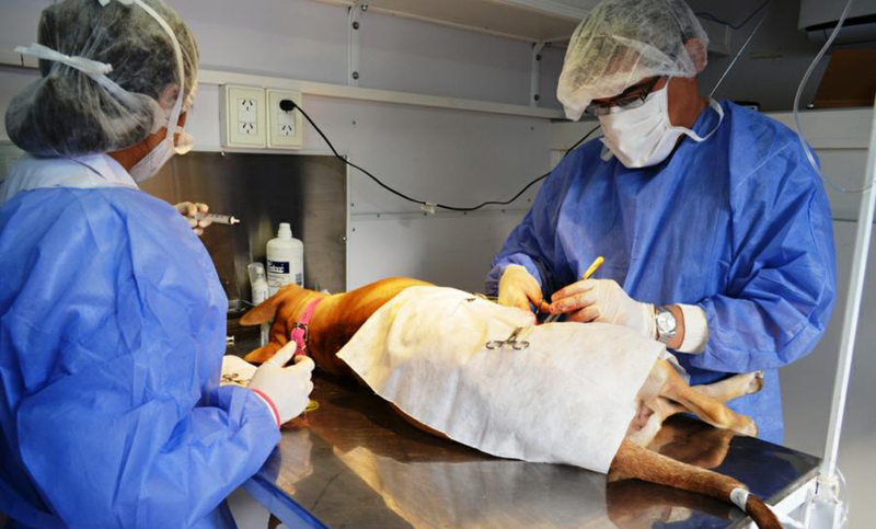 El Colegio de Veterinarios bonaerense objeta campañas de castración promovidas por proteccionistas