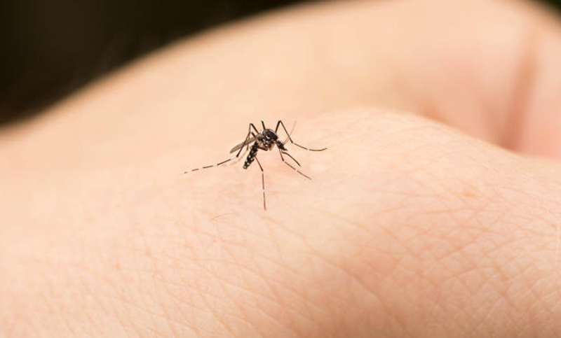 Son más de cinco mil los contagiados de dengue en Santa Fe