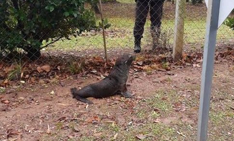 Rescatan a un lobo marino en un barrio privado de Escobar, a orillas del río Luján