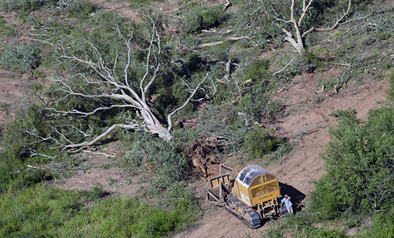 Se perdieron 6,5 millones de hectáreas de bosque en los últimos 20 años en Argentina