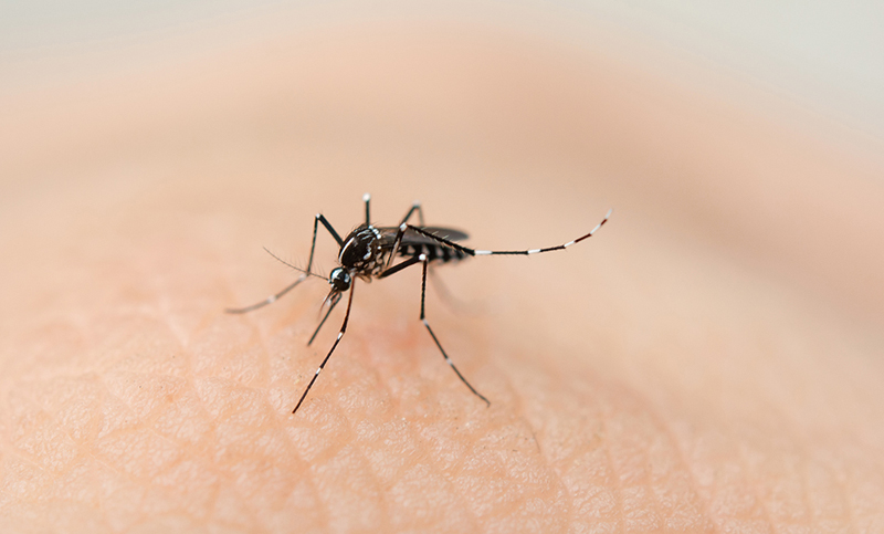 Los casos de dengue confirmados en el país ascienden a 54.870, el mayor registro histórico