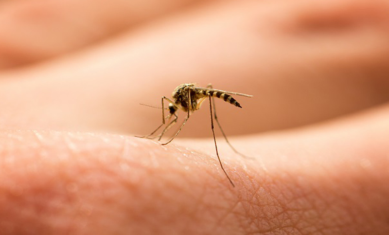 Santa Fe dio por terminada la temporada de dengue en la provincia