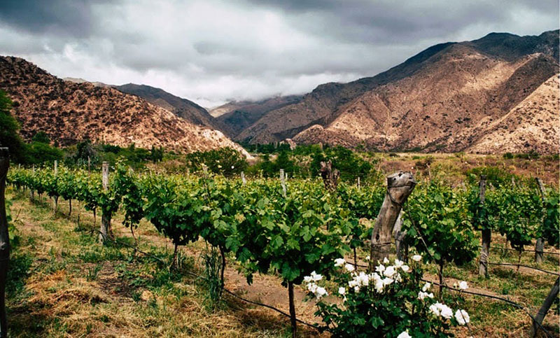 El Museo de la Vid y el Vino invita a conocer los inigualables vinos del Valle Calchaquí