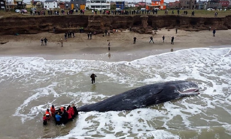 Un cachalote murió al quedar varado sobre la costa