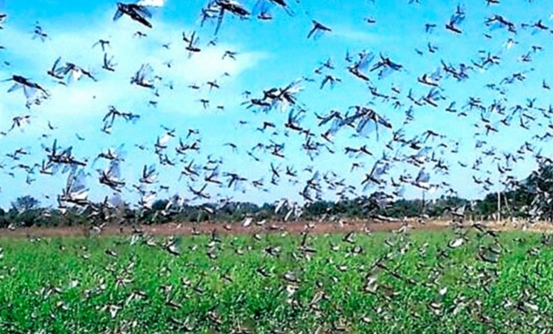 Controlan con aplicaciones aéreas y terrestres las plagas de langostas en Córdoba