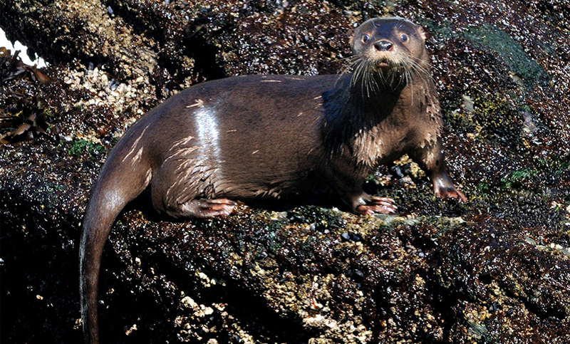 Buscan proteger en Tierra del Fuego a la nutria de la Patagonia