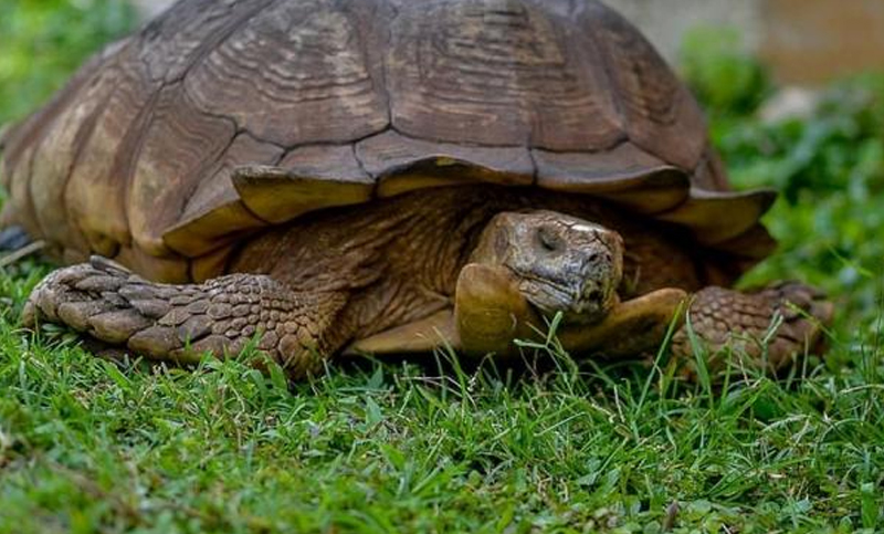 Después de 74 días desaparecida, la tortuga Solomon volvió a su hogar