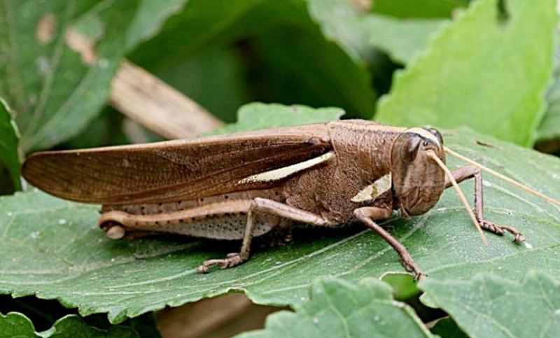 Alerta fitosanitaria en todo el país por la plaga tucura quebrachera