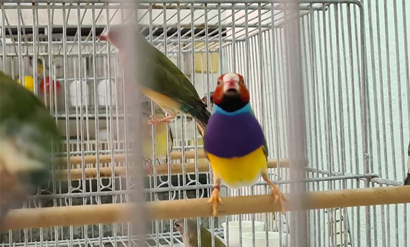 Secuestran 60 aves exóticas de un criadero ilegal en el barrio de Buenos Aires