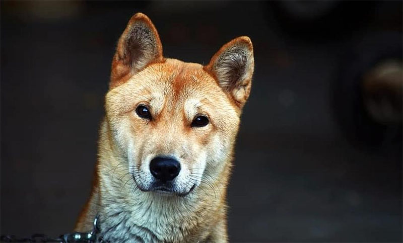 Corea del Norte: Kim Jong-un ordena entregar los perros por ser símbolos burgueses
