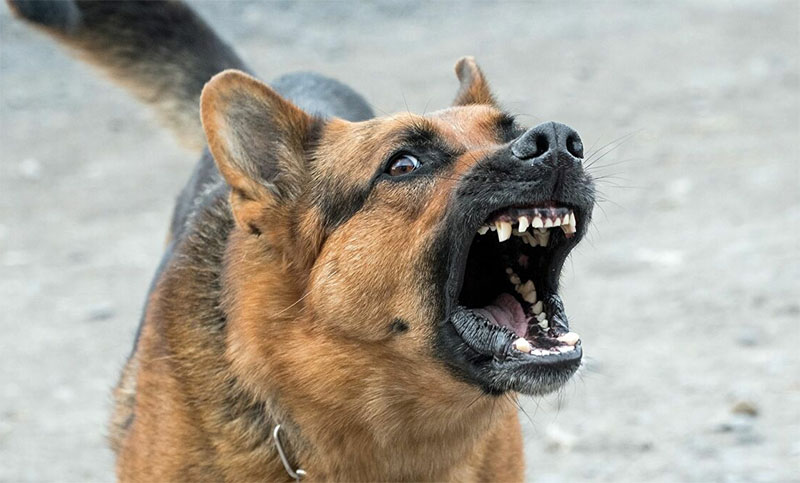 Corría por el parque, lo atacó un perro y le fracturó el pene