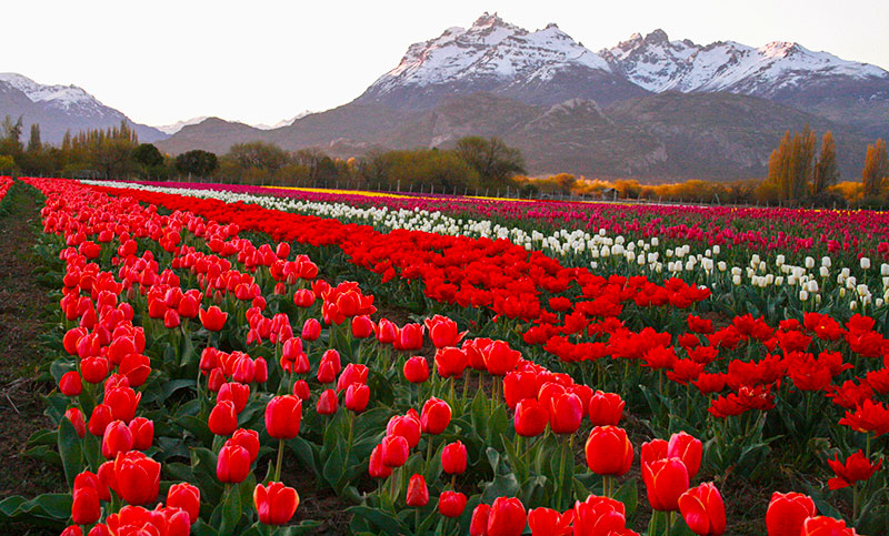 El Campo de Tulipanes de Trevelin, un espectáculo de colores en la primavera patagónica