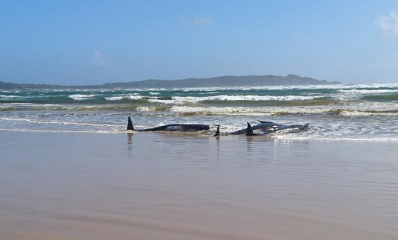 Australia: cientos de ballenas quedaron varadas en un banco de arena