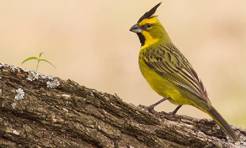 La Pampa: crean mecanismos para proteger al cardenal amarillo, una especie en extinción