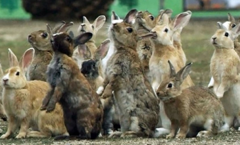 Descartan usar «gas fosfina» para matar conejos silvestres en Ushuaia